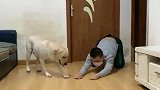拉布拉多模仿主人的动作惟妙惟肖，太厉害了！