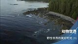 海獭上岸躲避灾害，结果遇到了狼的攻击