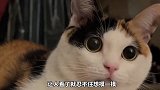 推荐零零后养的猫咪，你选哪只？