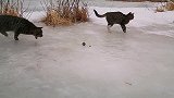 田园功夫猫的冰上舞蹈