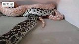 橘白色蟒蛇突出小舌头，第一次感觉大蟒蛇也可以如此可爱