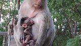 猴妈妈抱着它的宝宝，这都有点像人类抱孩子