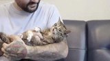 主人把老猫咪抱在手上，老猫咪亲了亲主人的鼻子表示友好，好有爱