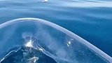 世界上真的有龙，小伙子在海上抓拍到惊人一幕
