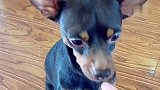 小鹿犬还挺会甩锅，太有意思了