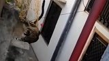 猎豹闯入居民楼窜上房顶欲攻击人 民众围捕后疯狂拍照