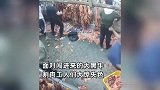 大黑牛突然闯进牛肉分割室，工人慌忙逃窜重摔在地，立场瞬间反转