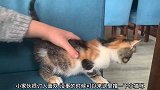小猫咪逗起来还挺好玩的，它还想要抓住我的逗猫棒