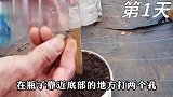 用73天在家阳台种丝瓜，这样种省心省力又高产，丝瓜爬满整个架子