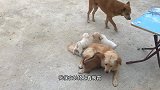 狗狗一家的互动很幸福，你会感动吗