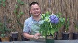 绣球花花朵萎蔫，多半跟2点脱不了干系！