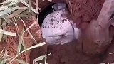 男子在田间耕地，挖到不明生物个头还不小