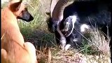 这是狗尾巴草吗