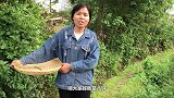 八妹带两孩子去田间野外摘金银花 拿回家晒茶叶 你们有喝过吗