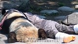 老外想抱抱熊猫，国宝誓死反抗，半块苹果到手，熊猫：你随便摸吧