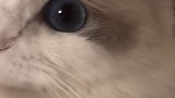 直男拍视频哪有啥技巧，手机往脸上怼就完事了！布偶猫 猫 多伦多生活