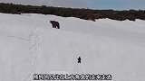 小熊跟随熊妈妈爬雪山，数次滑落依旧不放弃，无畏且坚强