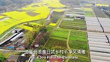 我的私藏春景，成都的油菜花开了