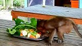 猴子洛瑞的食物很丰盛，估计很难恢复以前的样子