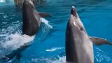 小海豚的尾部力量很强悍