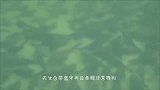 自带“盔甲”的垃圾鱼，也挡不住这些食肉巨兽，一吨很快就吃完了