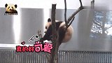 活泼好动的熊孩子把自己挂树上努力抢镜，熊猫妈妈：你开心就好