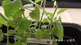 男子在家门口种植猫薄荷驱蚊，第二天早上开门，摊上大事了