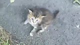 狸花猫一个会打劫的小猫咪，真是太难了！