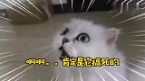 家里飞进来一只蝙蝠，被猫盯上了，怎么办？