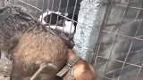 家里圈养的野猪太厉害了，用屁股挤着狗子不让过，欺狗太甚啊！