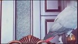 鹦鹉和主人闹矛盾哎哟，烦死了，别过来！气死我了！无语了！