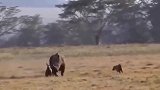 鬣狗和狮子，攻击愣头愣脑的犀牛，后果很惨！