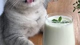 猫王：用生姜做的饮料，你们喝过吗？会做饭的猫