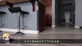 当狗狗发现家里有一条，会飞的鲨鱼，又会是怎样的体验呢