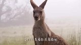 爱犬被袋鼠绑架，主人救狗心切上去一拳，袋鼠当场懵了