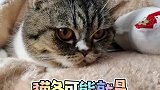 真正的猫冬
