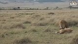 东非火枪手联盟雄狮之猎人—鼻孔受伤后相当个性