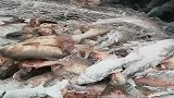东北人冬捕的壮观现场，鱼一上岸瞬间即成速冻鱼！