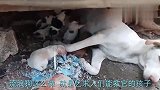 小狗崽要被好心人抱走，狗妈妈依依不舍，亲吻数遍后含泪默默离开