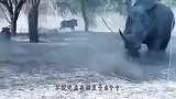 疣猪和犀牛抢食，竟惨遭无情“顶飞”，疣猪：龟儿子，不讲武德！