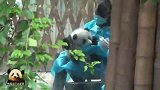 奶妈抱着熊猫宝宝拉仇恨，屏幕前的你和我只有羡慕嫉妒的份儿