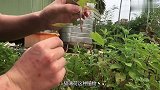 男子在家门口种植猫薄荷驱蚊，第二天清晨出门，怀疑人生了