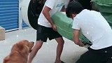 爆笑动物，简直要笑死我了，原来两个成年男人的力气还不如一只狗