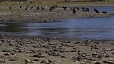 干旱持续，智利一湖泊濒临枯竭河床龟裂死鱼遍地