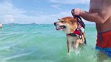 带着柴犬在海边游泳是怎样的体验？