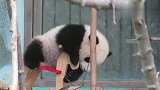 超萌熊猫团子骑上小木马：本宝宝撩的就是你！