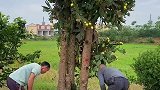 这颗仙人掌太美了，开满了黄色花朵