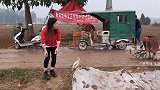 你多久没有见过这样播种小麦，小霞光着脚丫就开干，满满童年回忆