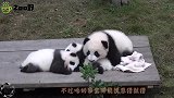 看大熊猫泡澡，简直承包了我一年笑点，镜头记下全程！