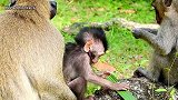 可怜的猴宝宝试着拥抱猴妹妹，猴妈妈坐在后面也不关心
